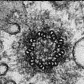 Centriole observé au MET 